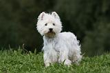 WESTIE 273